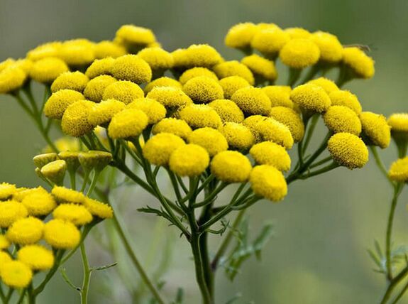 bitkrėslė – priemonė nuo parazitų